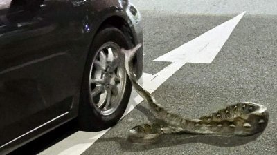 蟒蛇闯马路张口咬轮胎　男子指挥交通以免它被碾