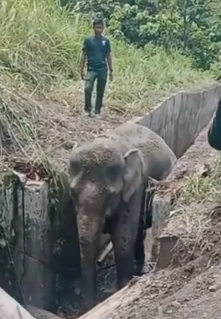 野生动物局派员前来协助野象脱困。